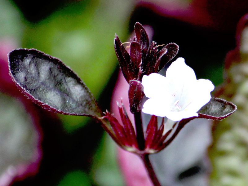 exotica