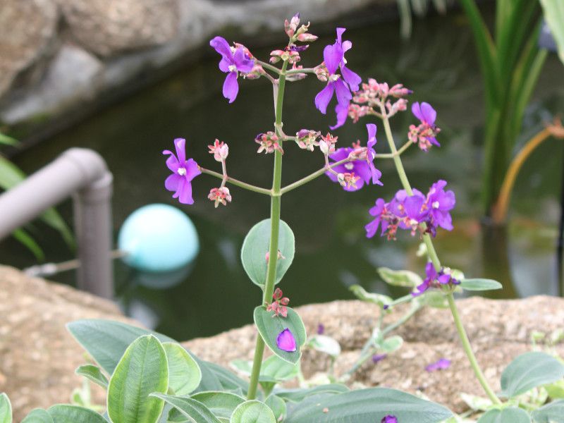 exotica