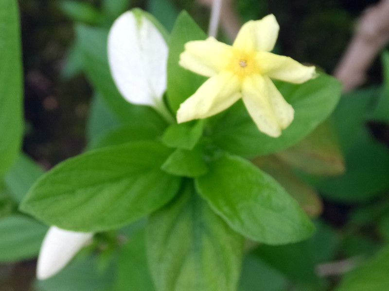 �E�X�M�R�������J