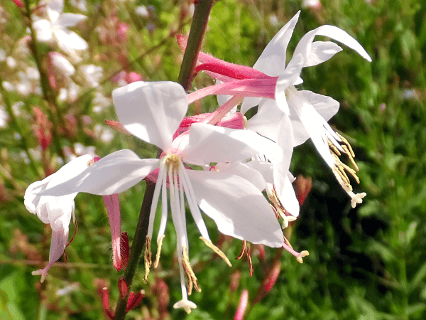 �K�E��(Gaura)
