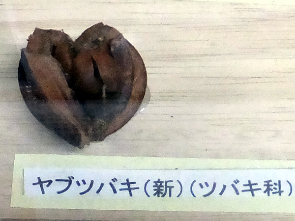 ���u�c�o�L