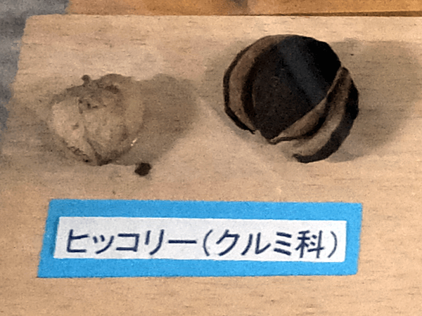 �q�b�R���[