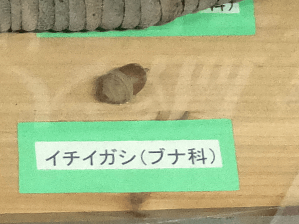 �C�`�C�K�V