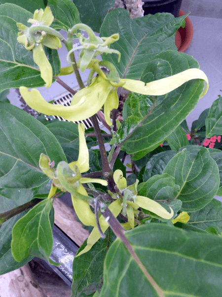 �C�����C�����m�L