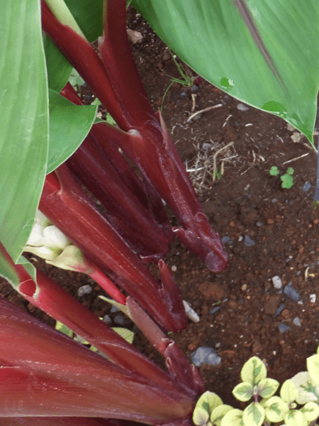 �N���N�}�E���x�X�P���X(Curcuma rubescens)