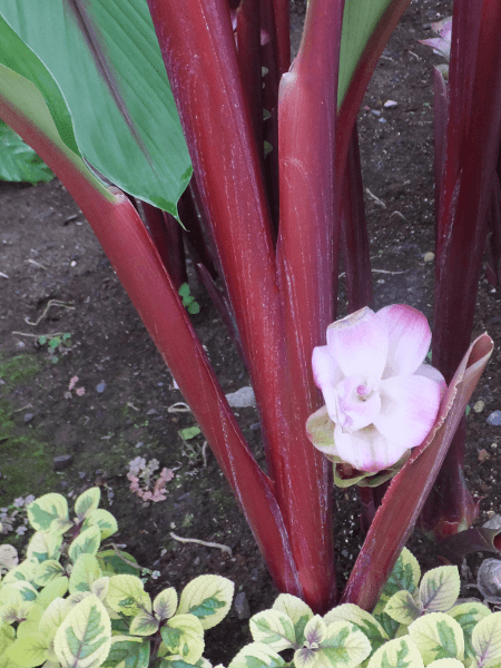 �N���N�}�E���x�X�P���X(Curcuma rubescens)