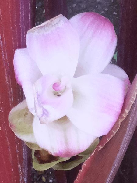 �N���N�}�E���x�X�P���X(Curcuma rubescens)