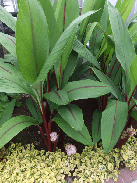 �N���N�}�E���x�X�P���X(Curcuma rubescens)