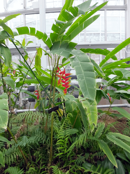 �w���R�j�A�E���X�g���^(Heliconia Rostrata)