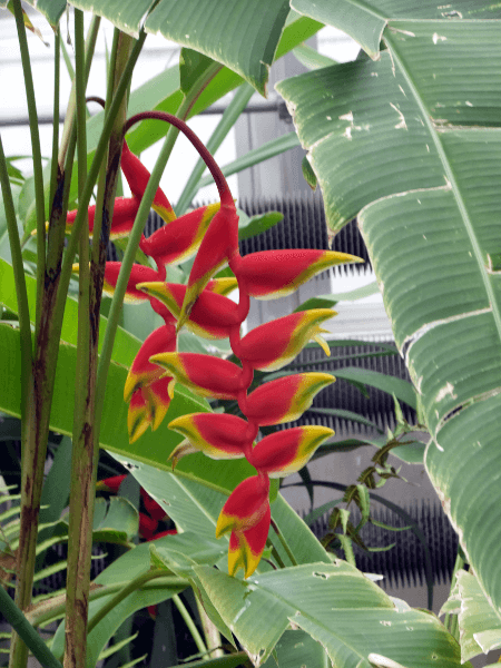 �w���R�j�A�E���X�g���^(Heliconia Rostrata)