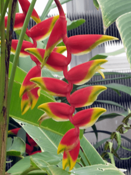 �w���R�j�A�E���X�g���^(Heliconias rostrata)