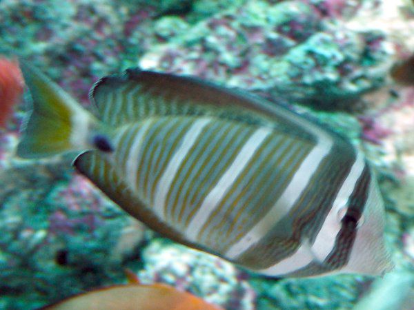 �q���i�K�n�M�i�h����)�c��