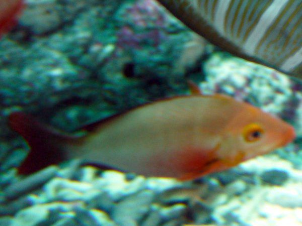 �q���t�G�_�C