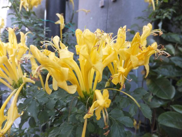 �C�G���[�E�P�[�v�E�n�j�[�T�b�N��(Yellow cape honeysuckle)