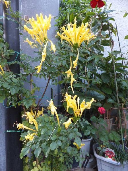 �C�G���[�E�P�[�v�E�n�j�[�T�b�N���iYellow cape honeysuckle�j