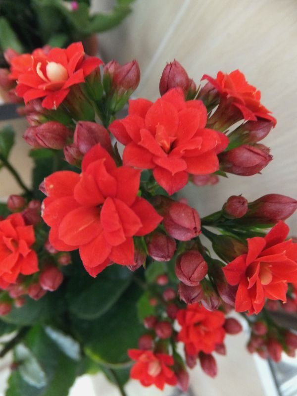 �J�����R�G�E�N�C�[�����[�Y��