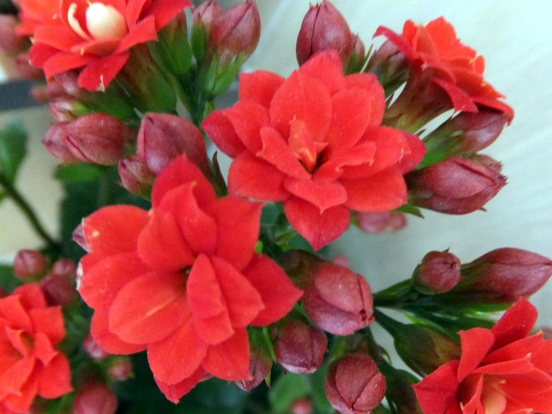 �J�����R�G�E�N�C�[�����[�Y��