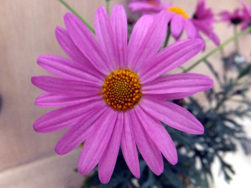 �}�[�K���b�g�E���u���[�t�����h