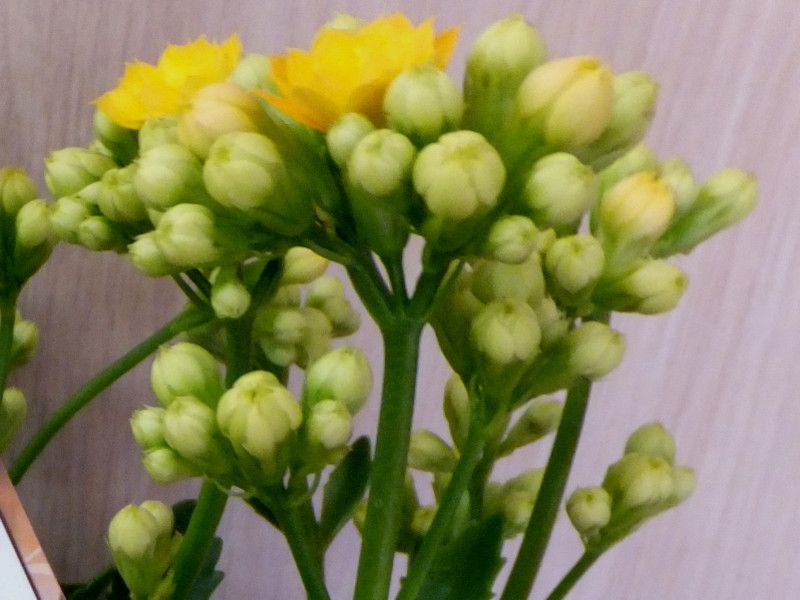 �J�����R�G�N�C�[�����[�Y