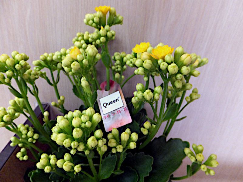 �J�����R�G�N�C�[�����[�Y