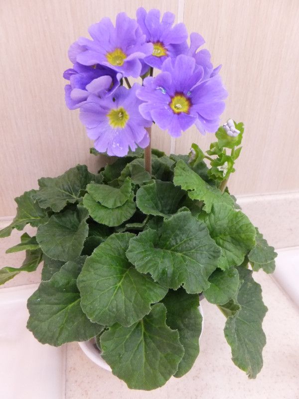 �v�������E�I�u�R�j�J(Primula obconica)