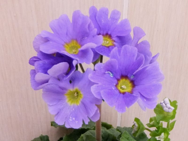 �v�������E�I�u�R�j�J(Primula obconica)