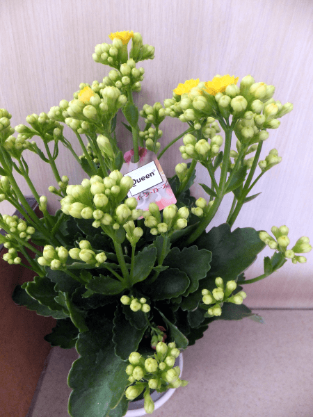 �J�����R�G�E�N�C�[�����[�Y���F