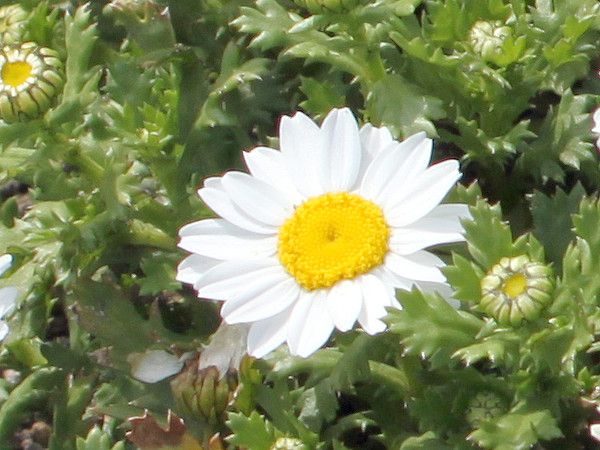 �N���T���Z�}���E�m�[�X�|�[��(Chrysanthemum north pole)