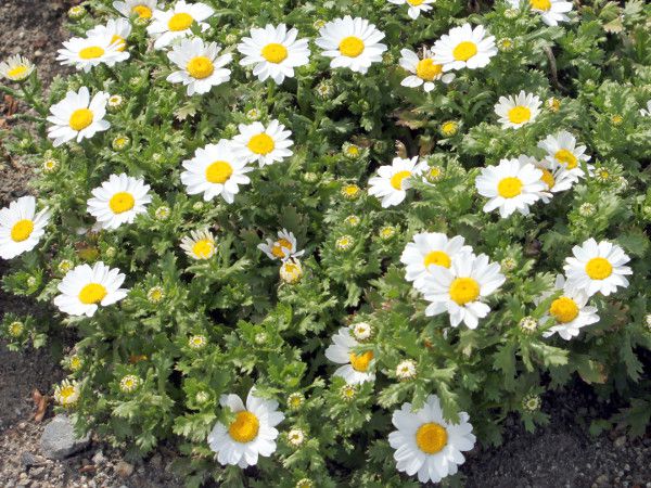 �N���T���Z�}���E�m�[�X�|�[��(Chrysanthemum north pole)