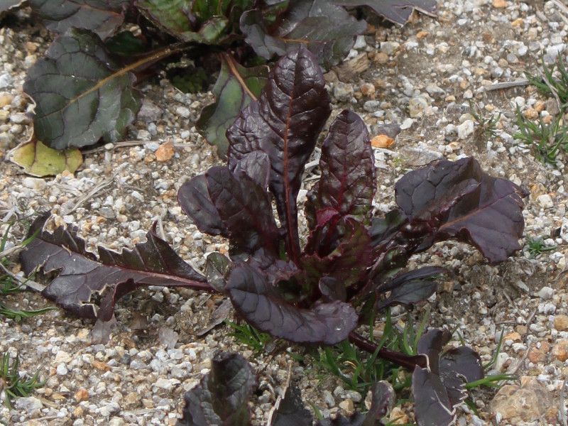 tablebeet