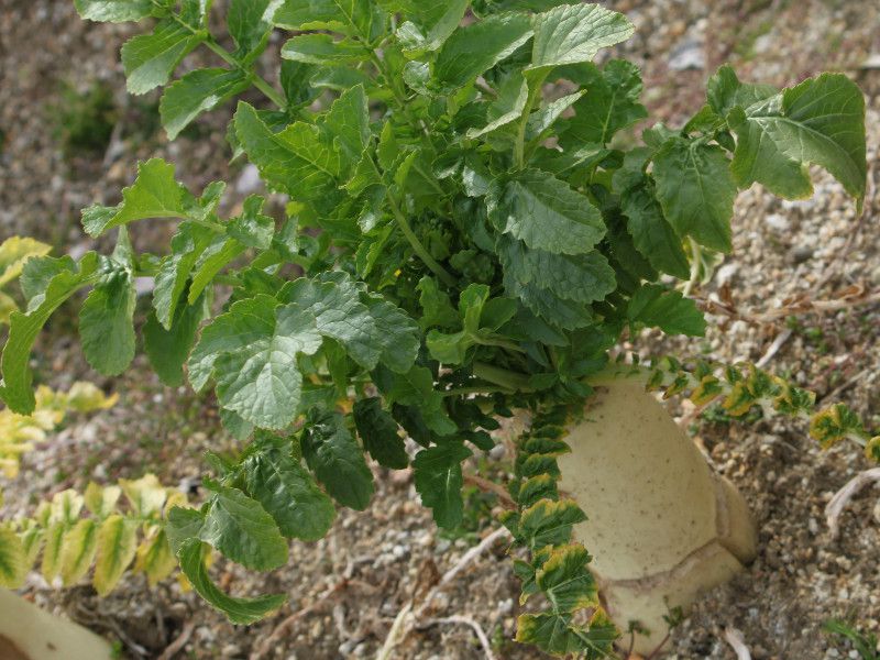 kuki-daikon