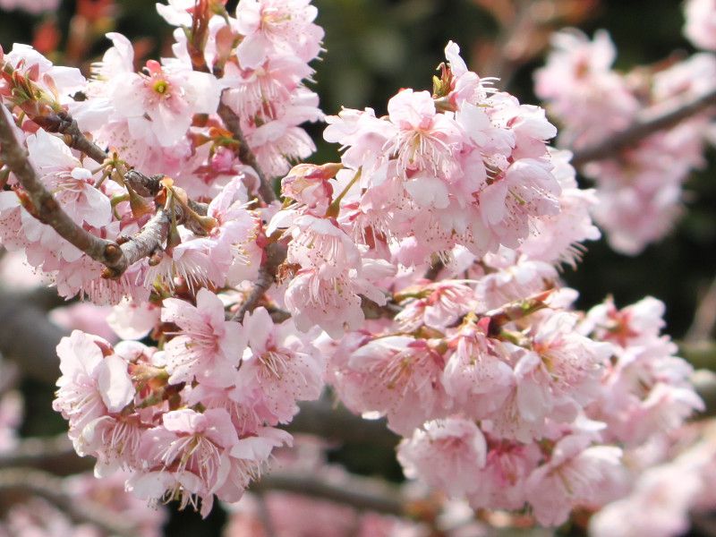 tsubakikanzakura