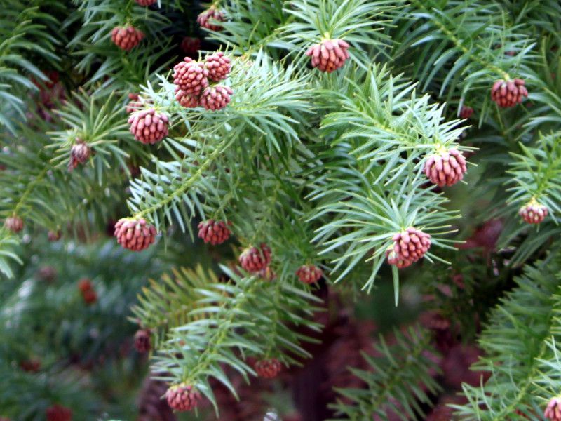 kouyouzani