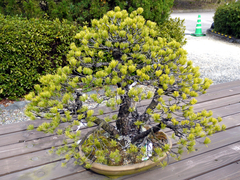 �S���E�}�c�i�ܗt���A�w���FPinus parviflora�j