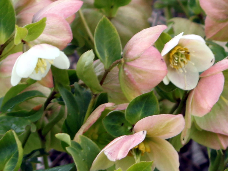 �����e�����[�Y(Lenten rose)
