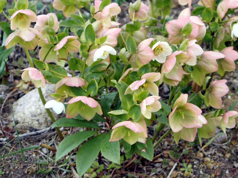�����e�����[�Y(Lenten rose)