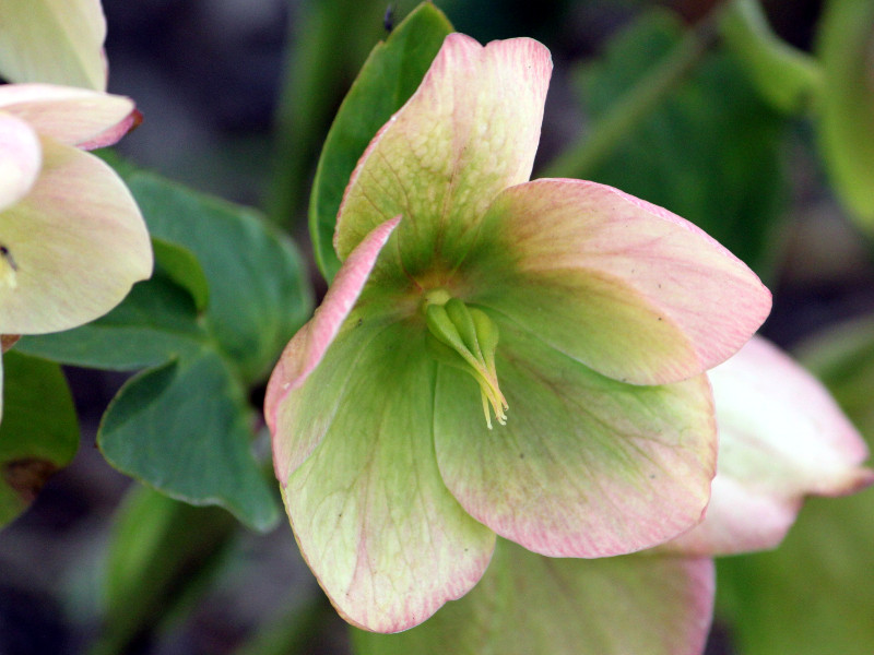 �����e�����[�Y(Lenten rose)