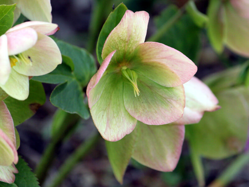 �����e�����[�Y(Lenten rose)