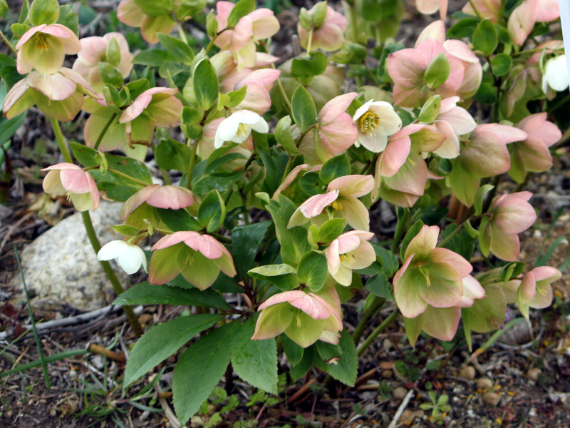 �����e�����[�Y(Lenten rose)