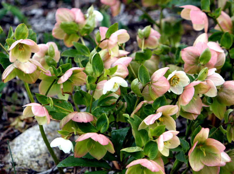 �����e�����[�Y(Lenten rose)