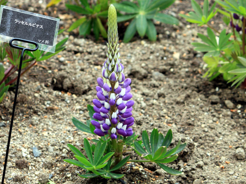 ���s�i�X(Lupinus)
