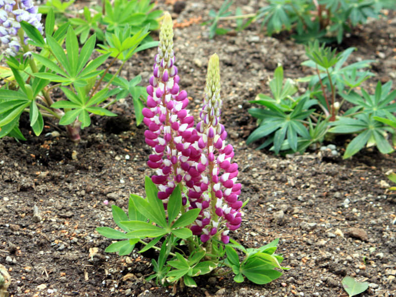 ���s�i�X(Lupinus)