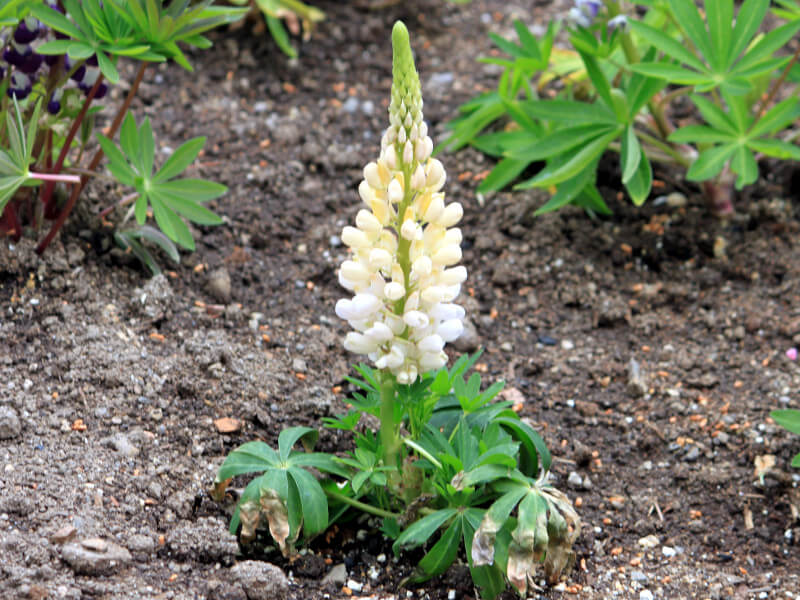 ���s�i�X(Lupinus)