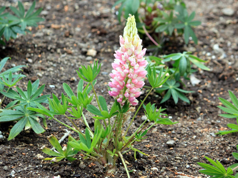 ���s�i�X(Lupinus)