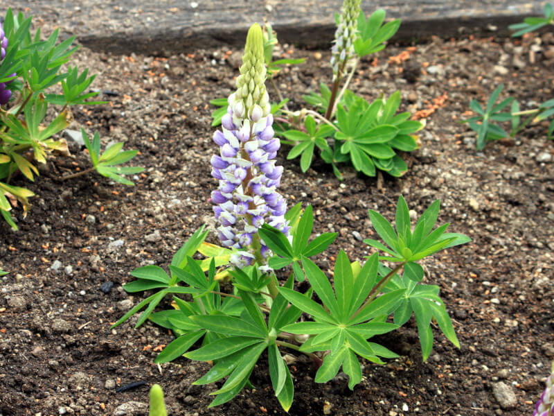 ���s�i�X(Lupinus)