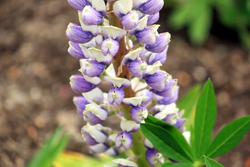 ���s�i�X(Lupinus)