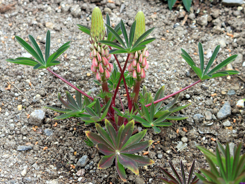 ���s�i�X(Lupinus)