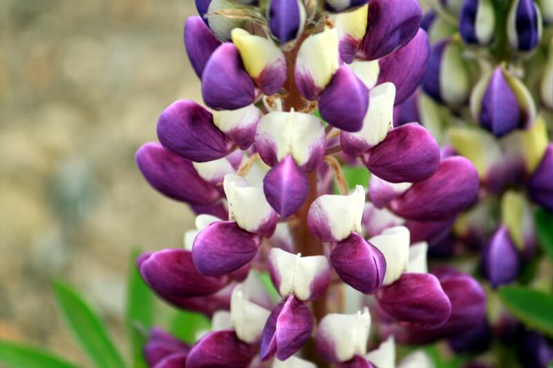 ���s�i�X(Lupinus)