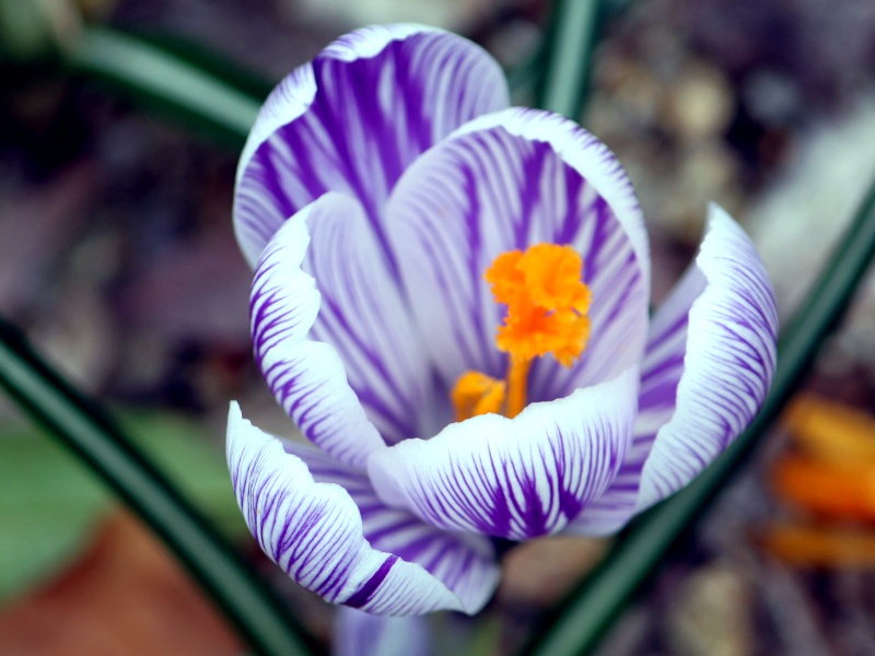 �N���b�J�X