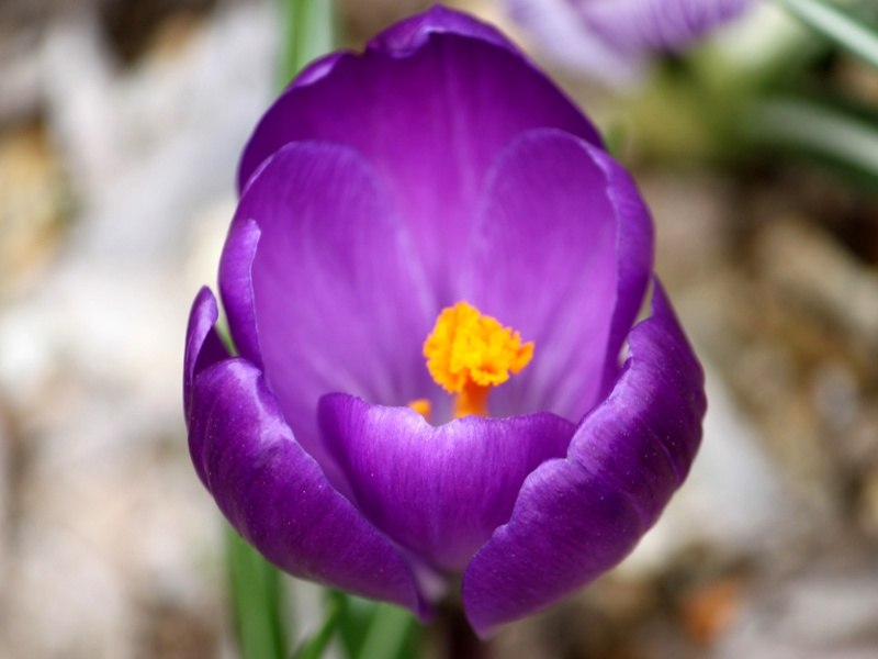 �N���b�J�X